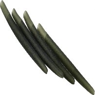 Anti Tangle Dark Green