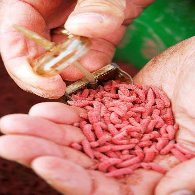 filling-bolt-rig-feeder-with-maggots